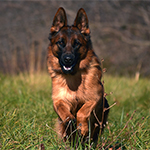 red and black german shepherd puppies for sale near me